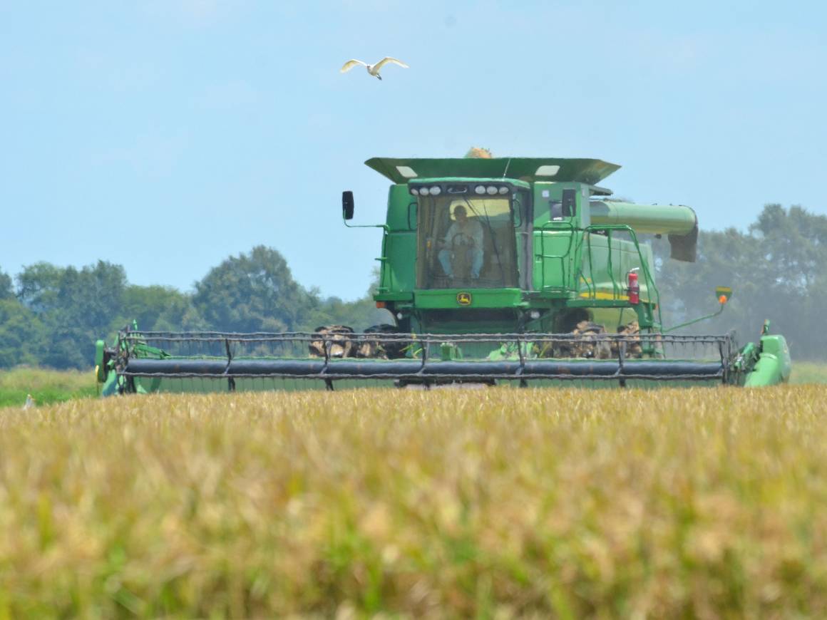 Combine harvests field