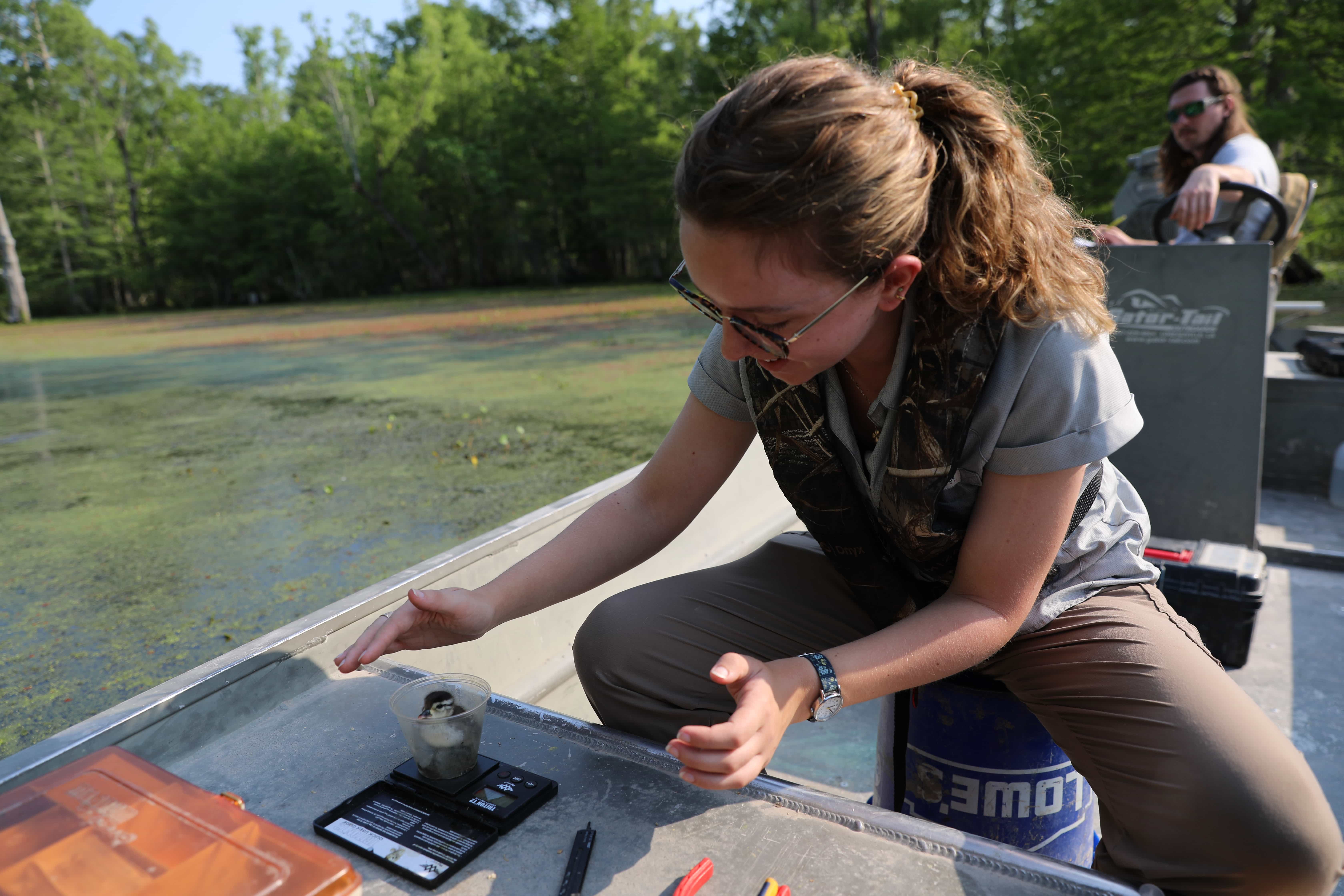 Katie weighing a wood duckling 