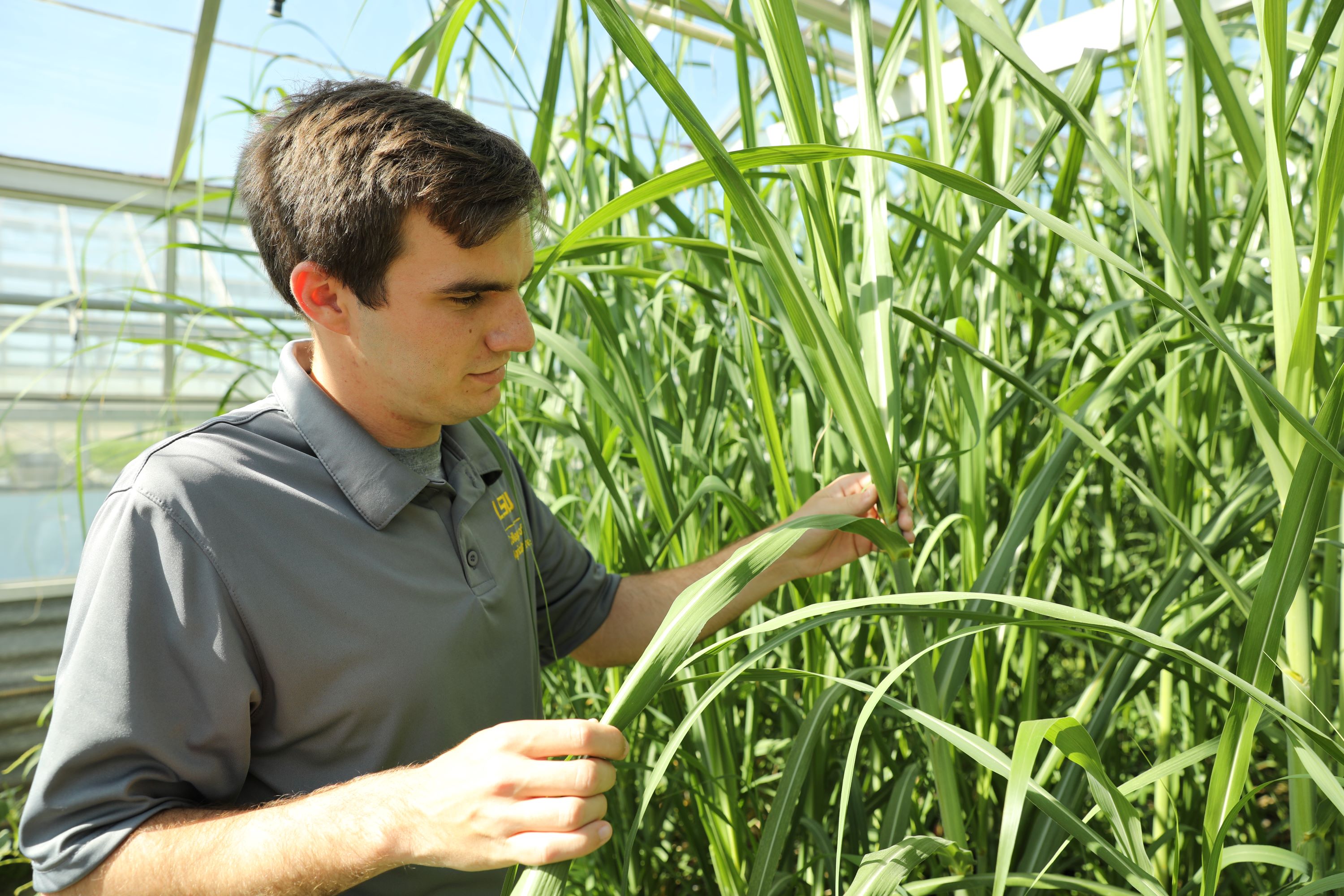 student looks at sugarcane