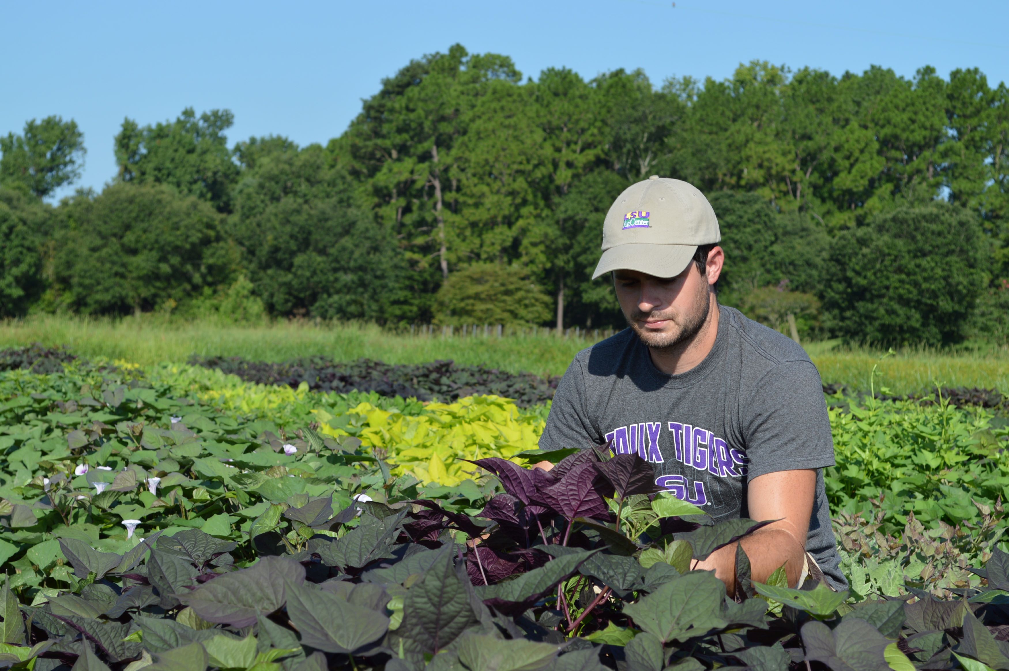 student in sweet potato field