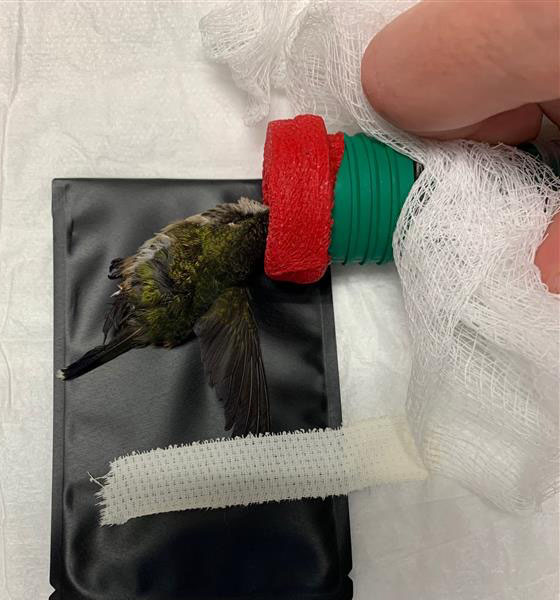 Hummingbird on table