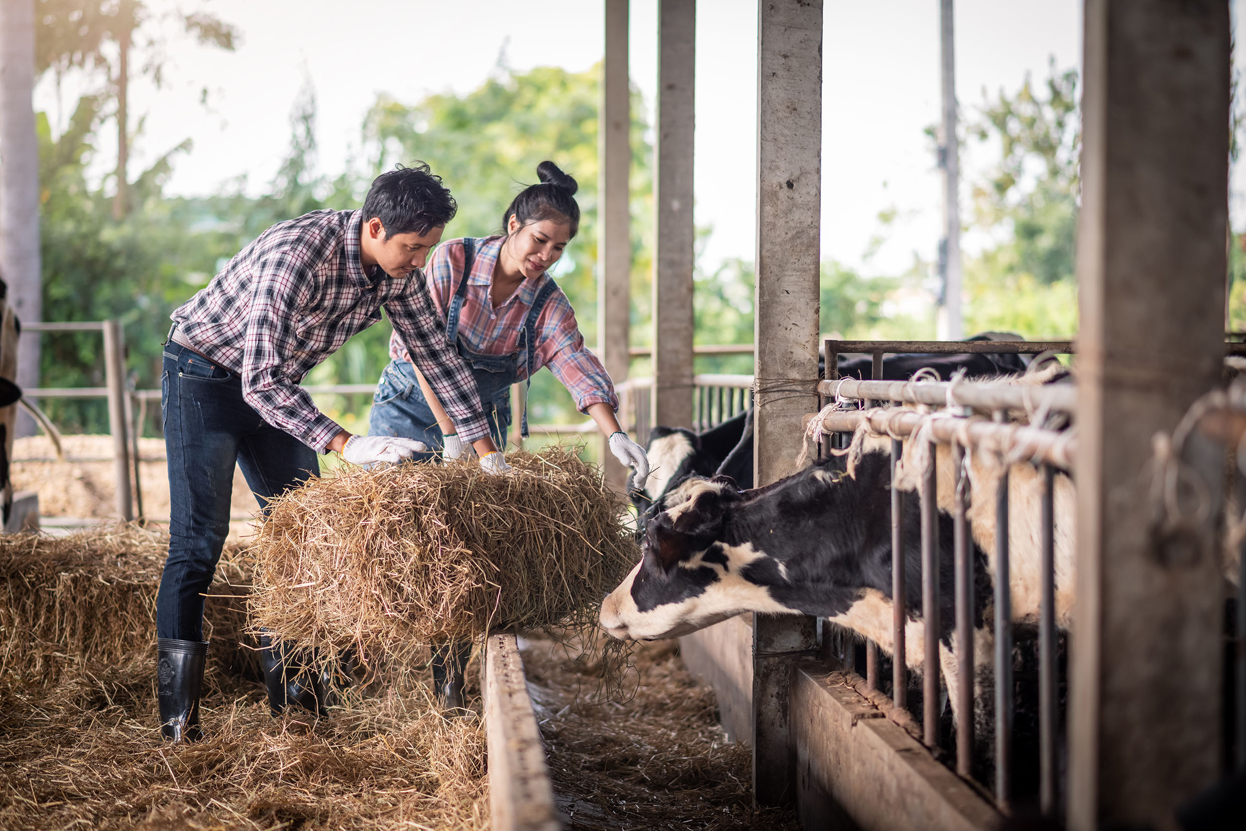 man and woman refreshing hay in barn with cows