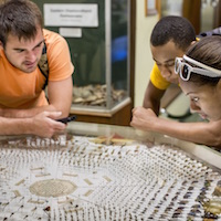 Students stuy insects.