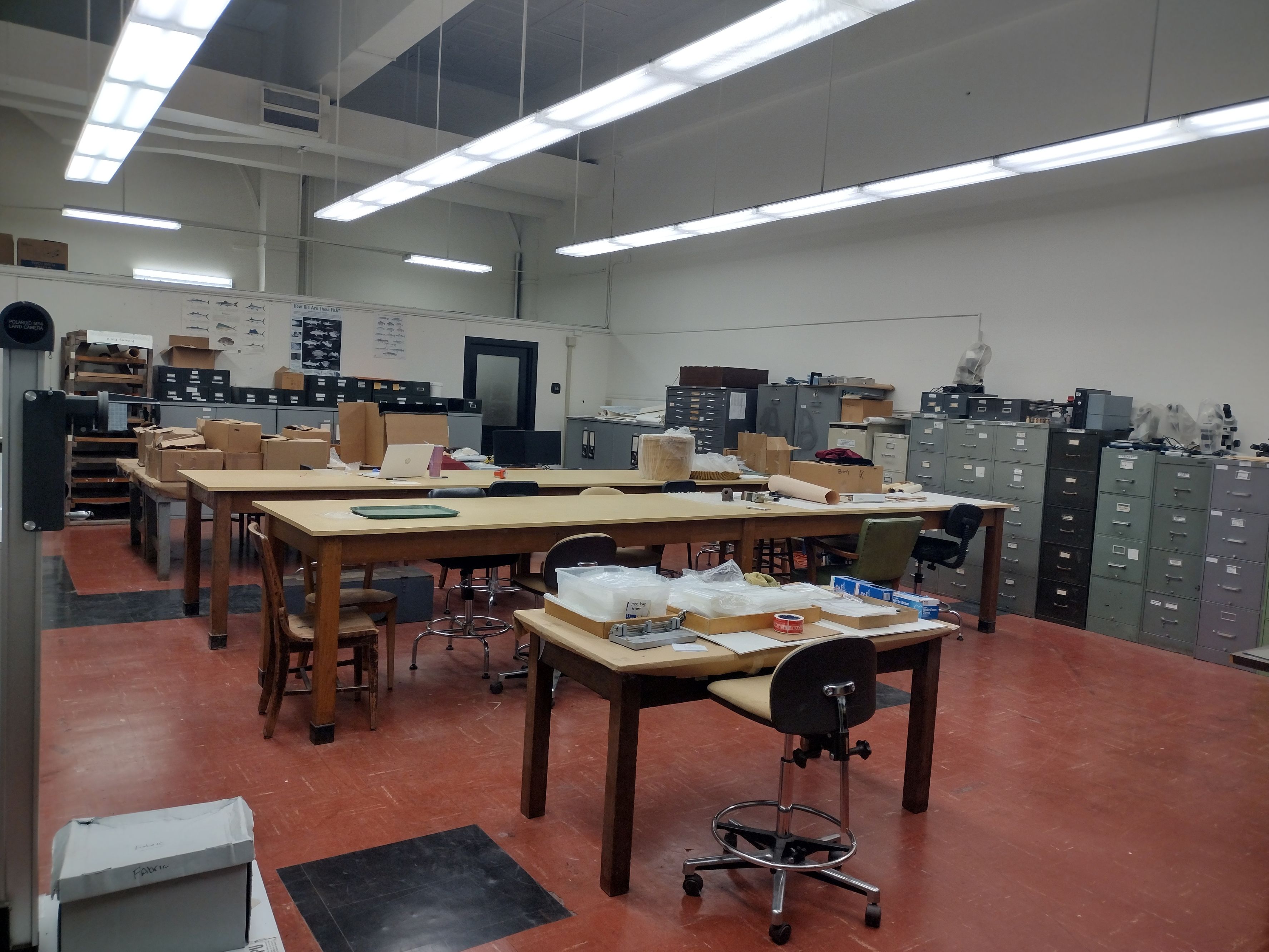 lab