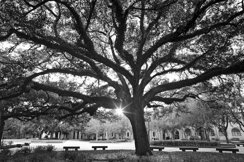 LSU tree