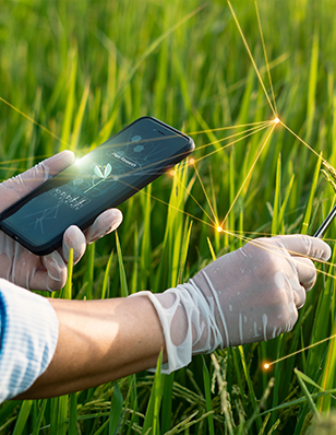 Photo of a person holding a cellphone measuring a rice crop.