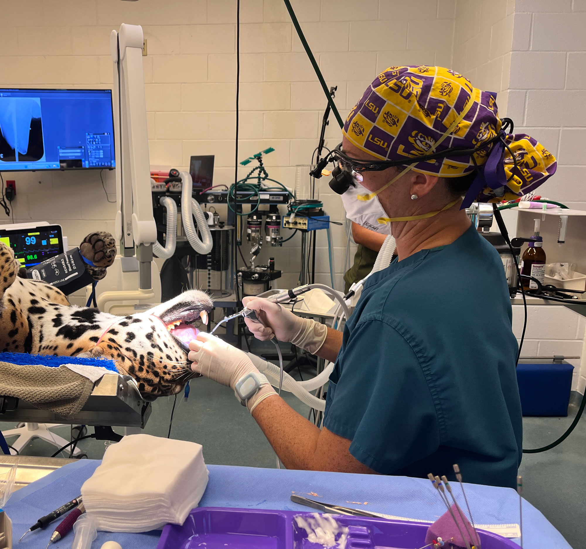 Dr. Blazevich performs dental procedure on jaguar