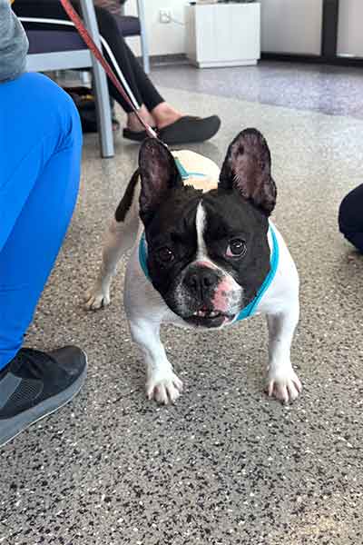 Maxine, a Boston terrier, after treatment